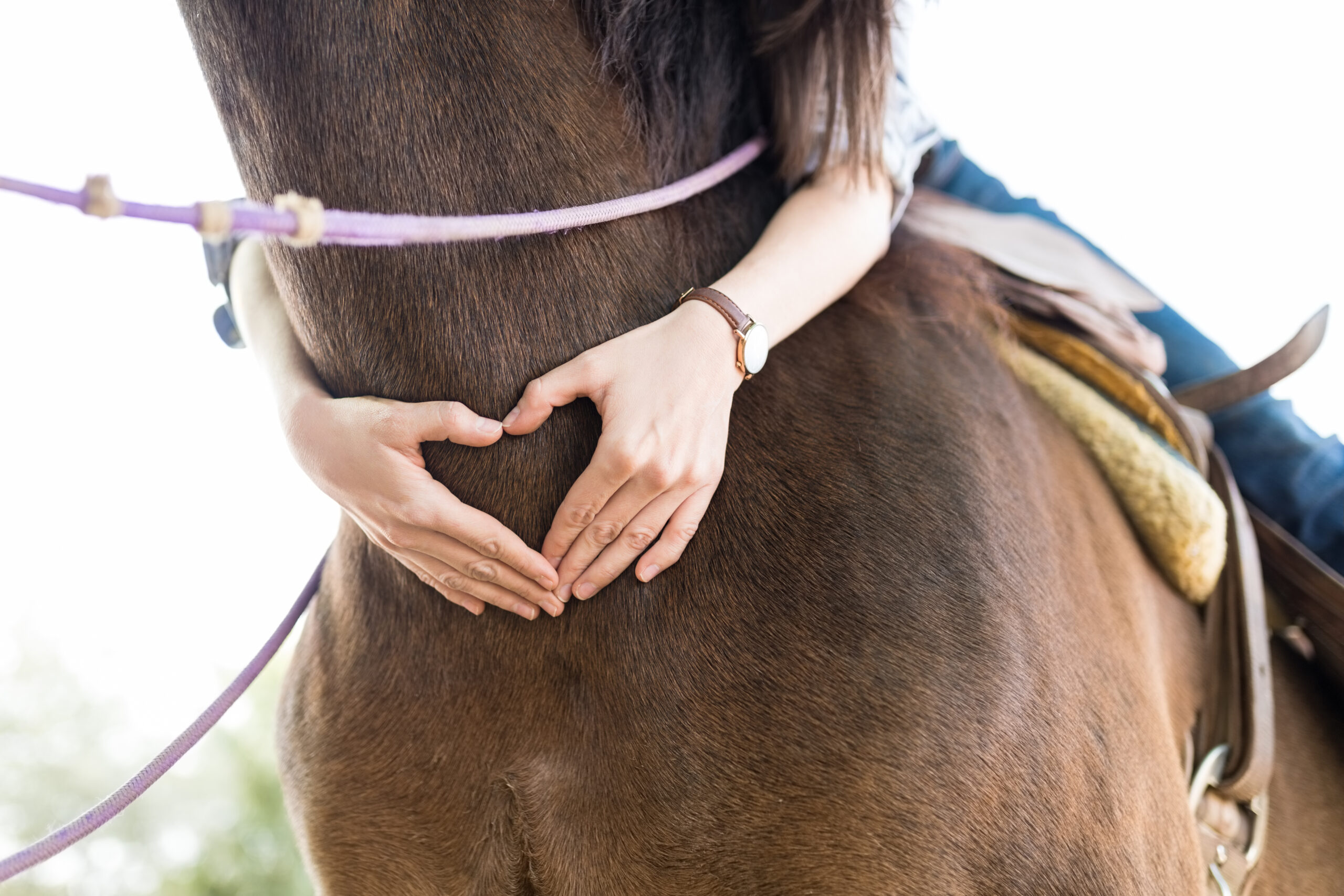 Equine Therapy